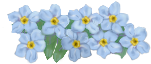 Forget Me Not Hd PNG Image
