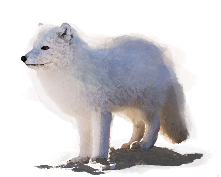 Arctic Fox Snow Free PNG HQ PNG Image
