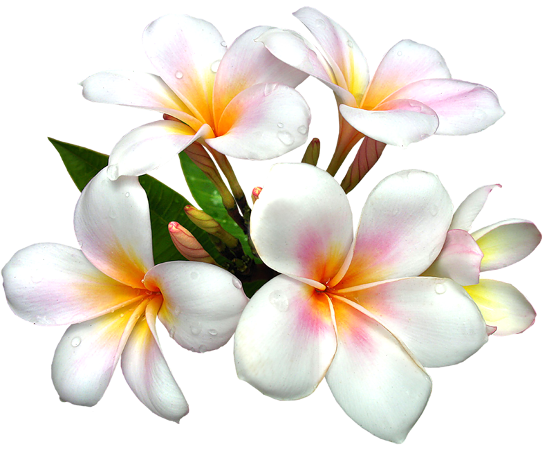 Frangipani White Flower Pic Free HD Image PNG Image