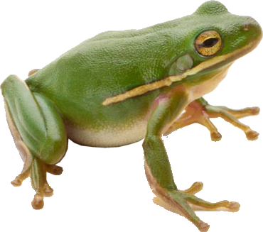 Frog Png 3 PNG Image