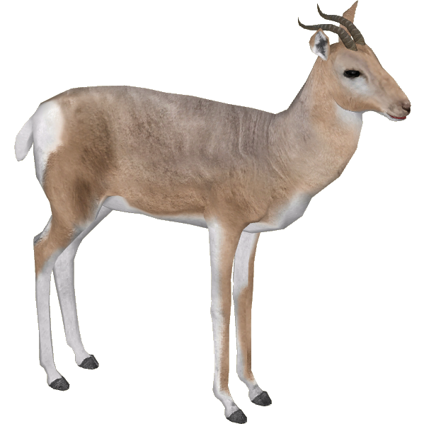 Gazelle PNG Image
