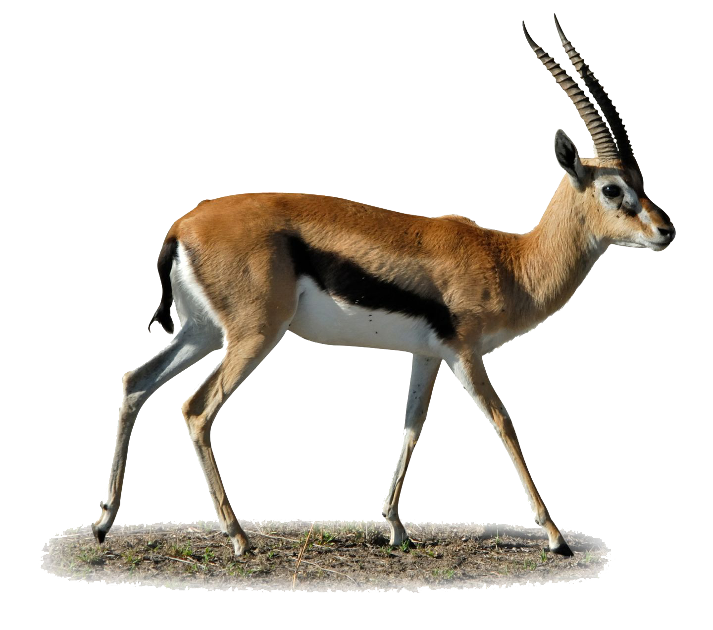 Gazelle Clipart PNG Image