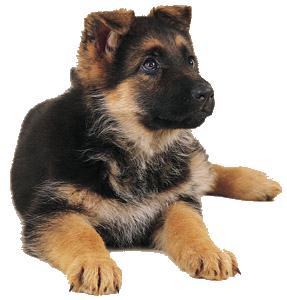 German Shepherd PNG Image