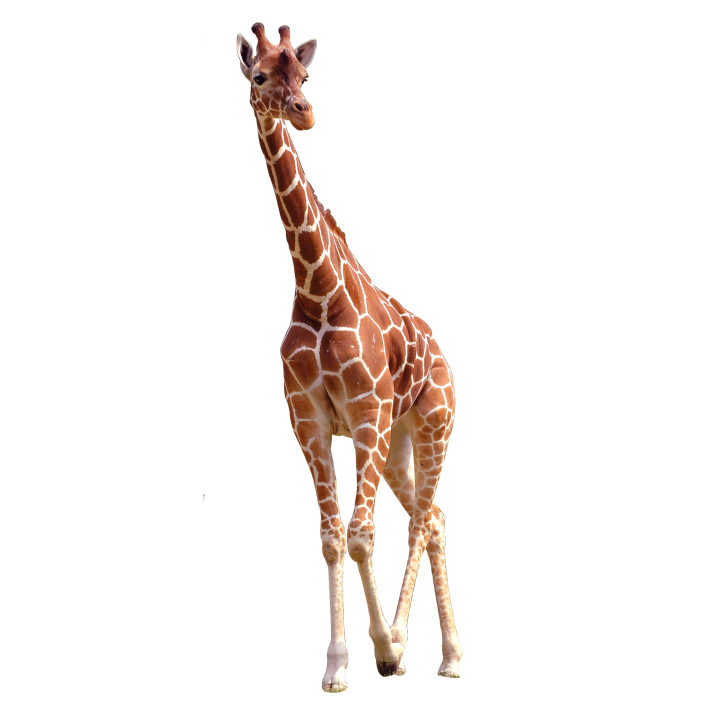 Giraffe African PNG Image High Quality PNG Image