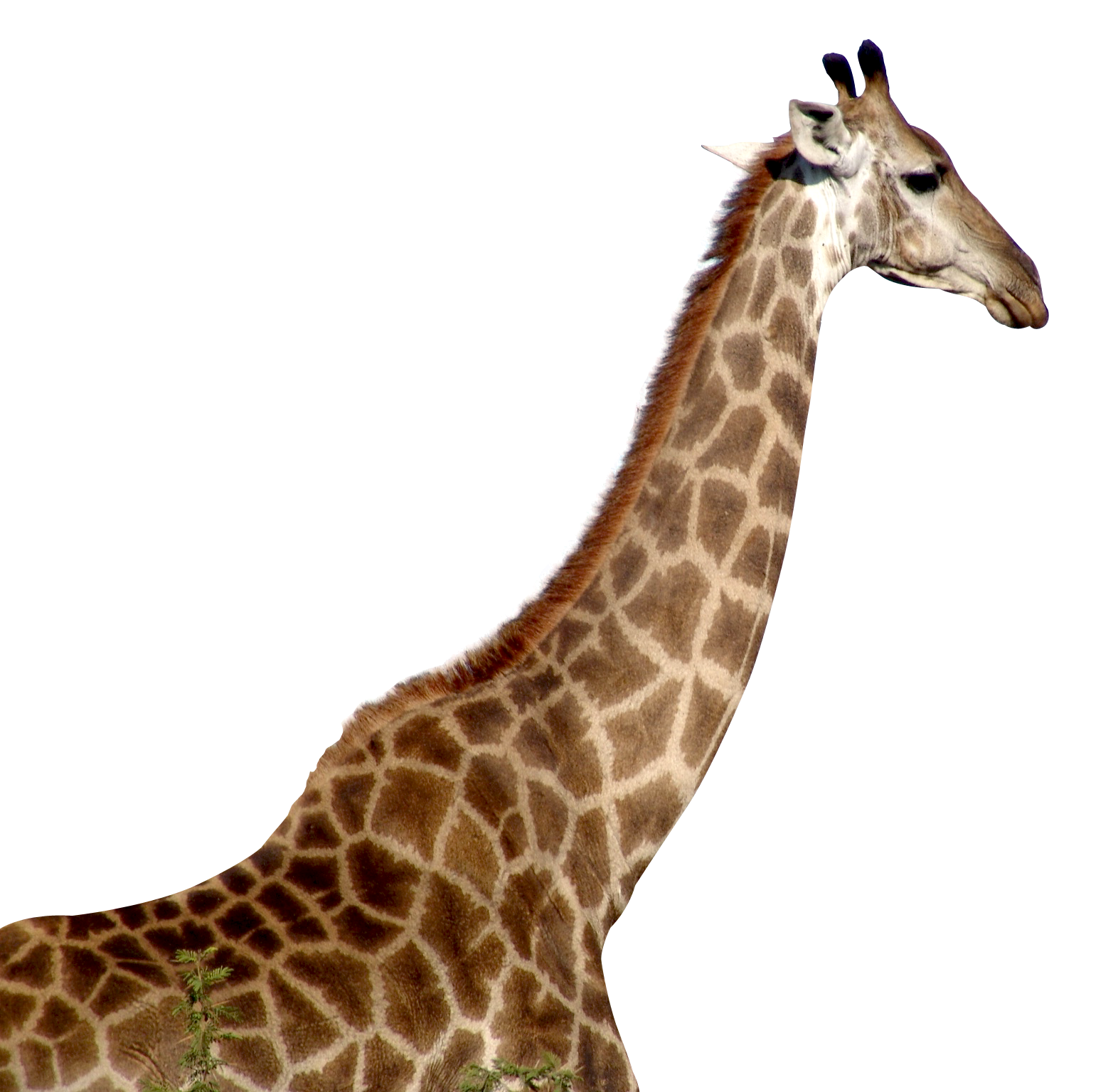 Giraffe African Free Clipart HQ PNG Image