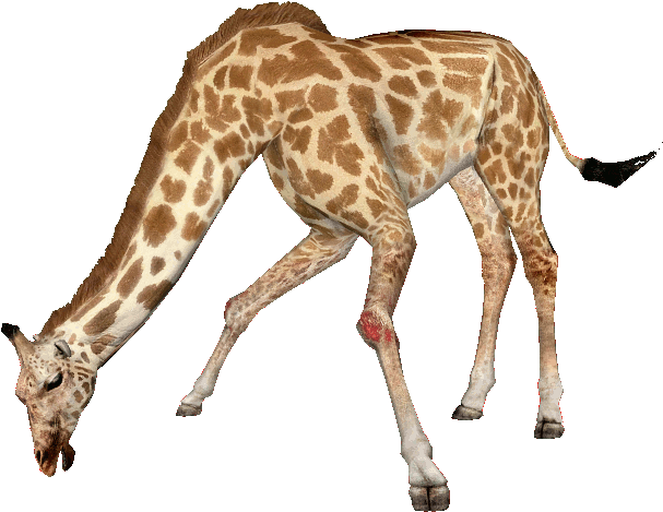 Giraffe PNG File HD PNG Image