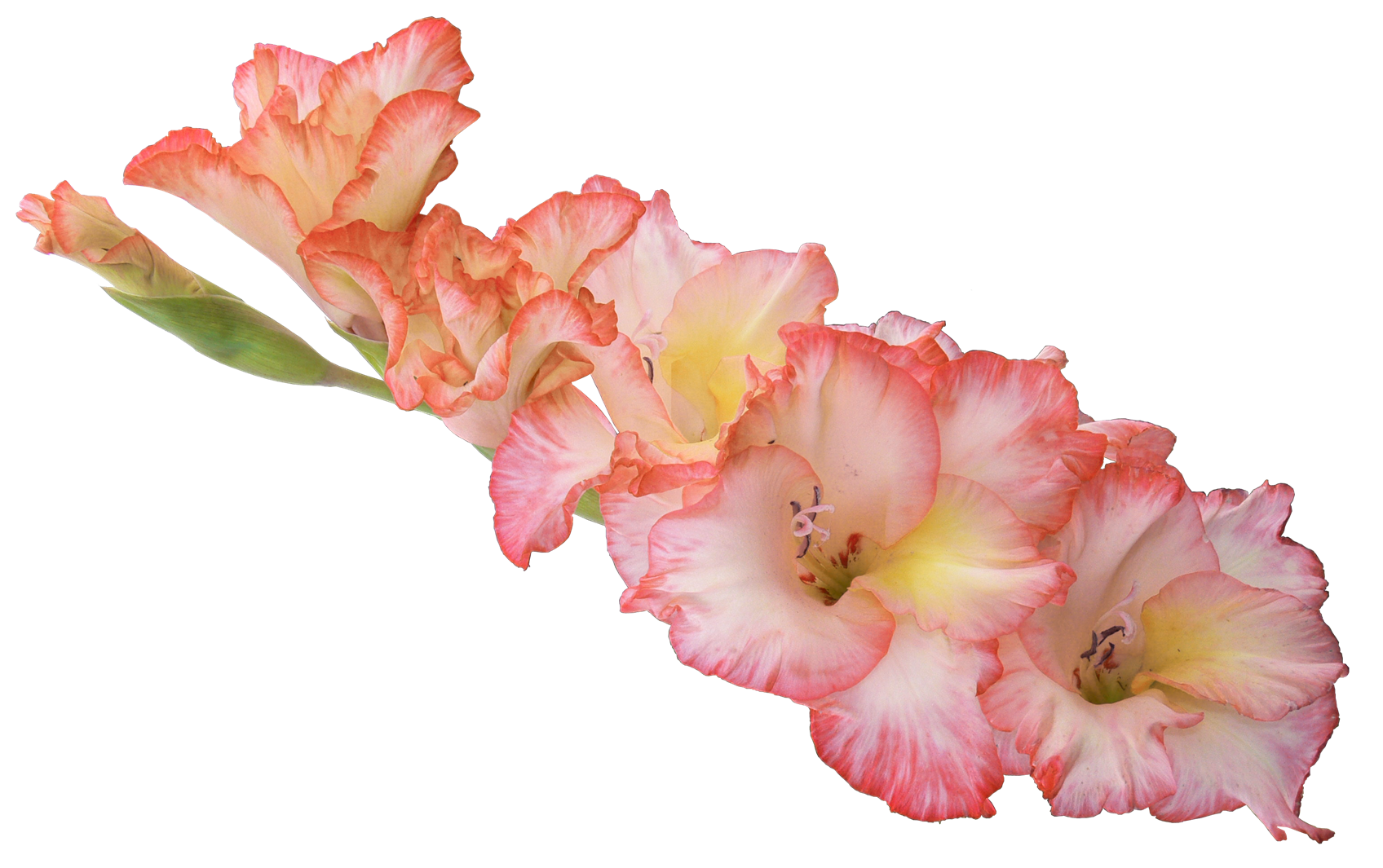 Gladiolus Hd PNG Image