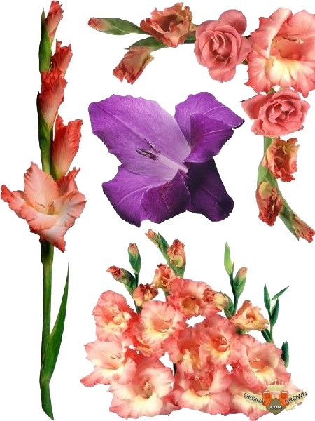 Gladiolus Photos PNG Image