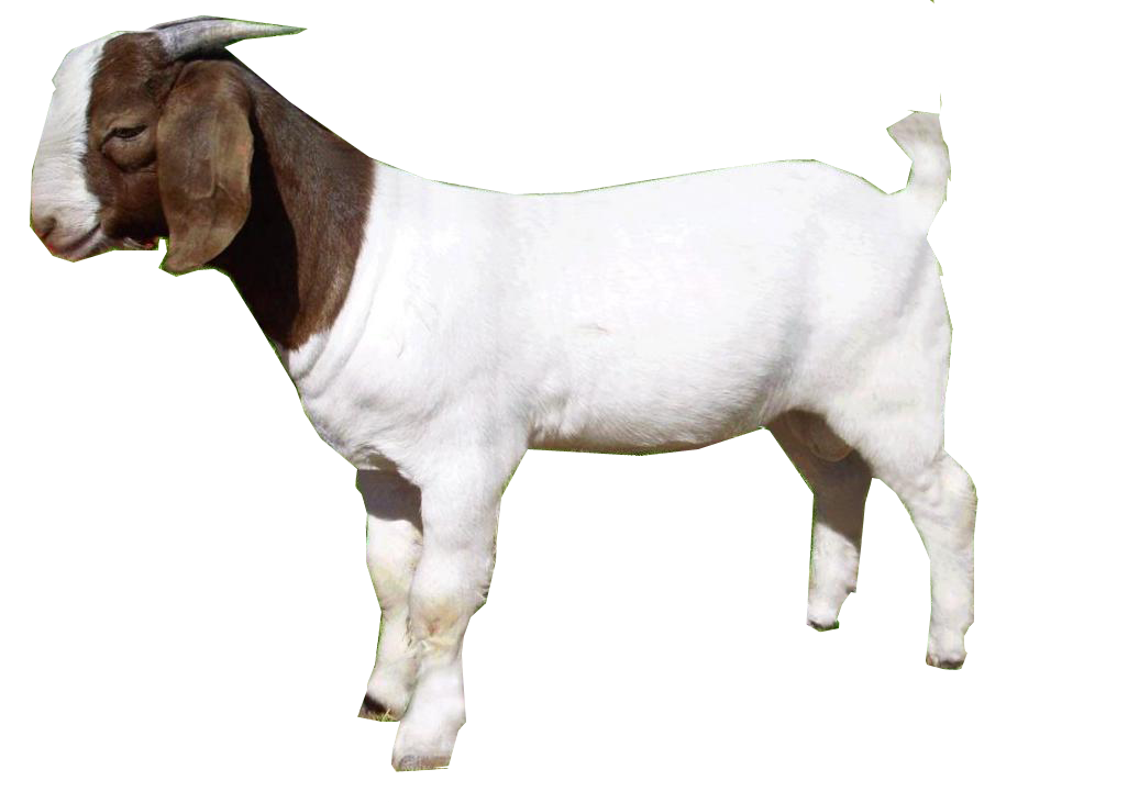 Goat Png PNG Image