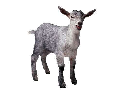 Goat Free HD Image PNG Image