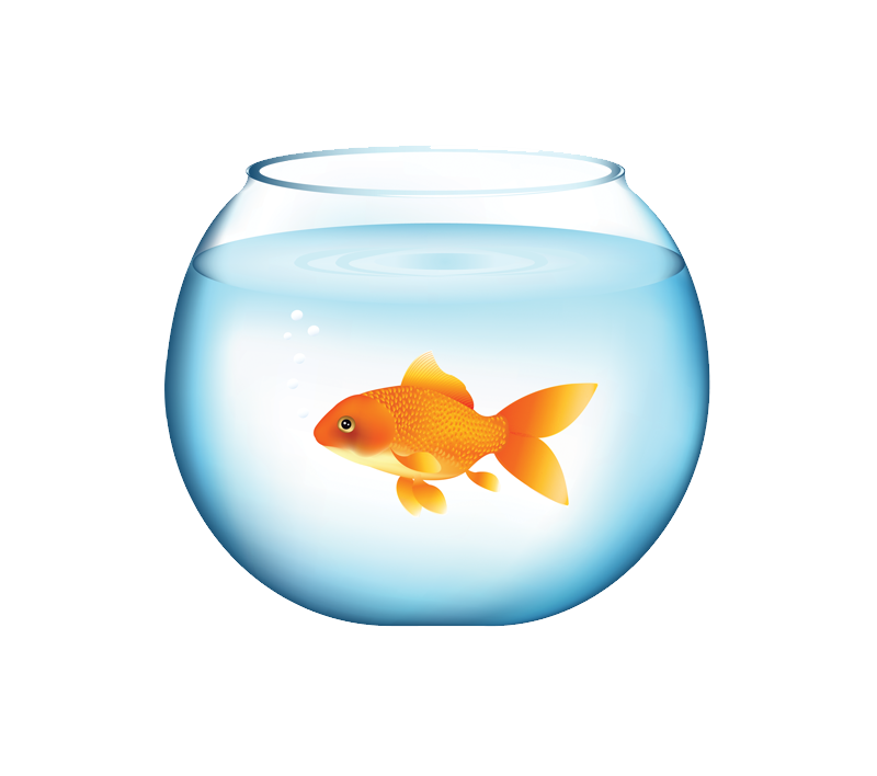 Goldfish PNG Image