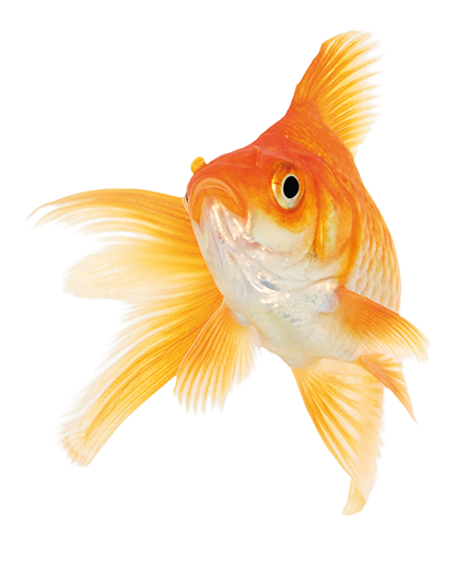 Goldfish PNG Image