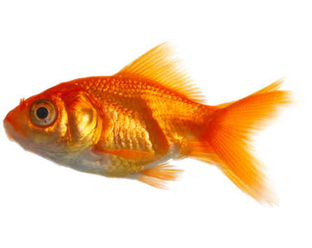 Goldfish PNG Image