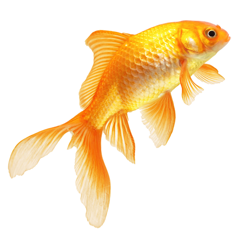 Goldfish PNG Image