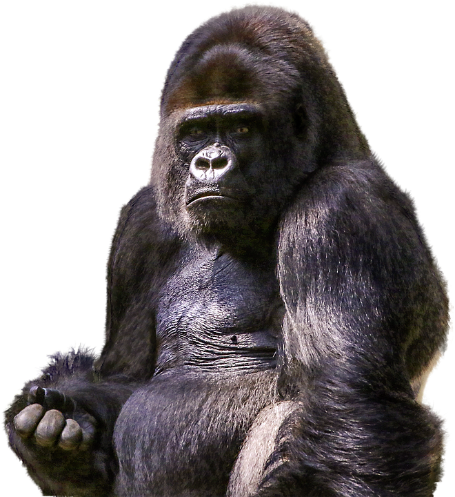 Gorilla Image PNG Image