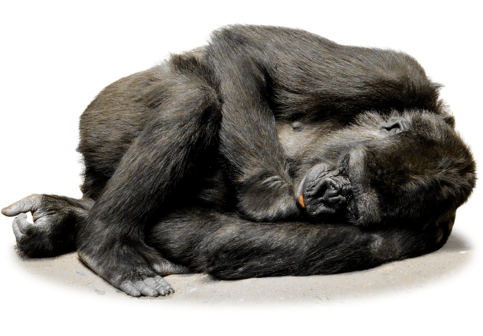 Gorilla File PNG Image