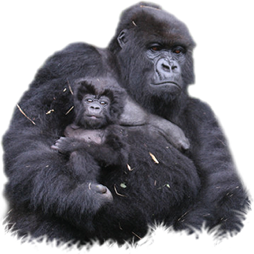 Gorilla Png Clipart PNG Image