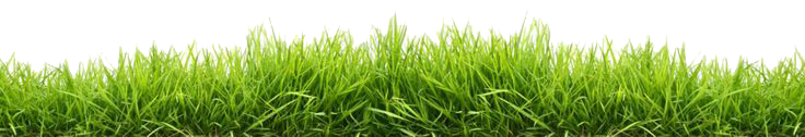 Grass Picture PNG Image