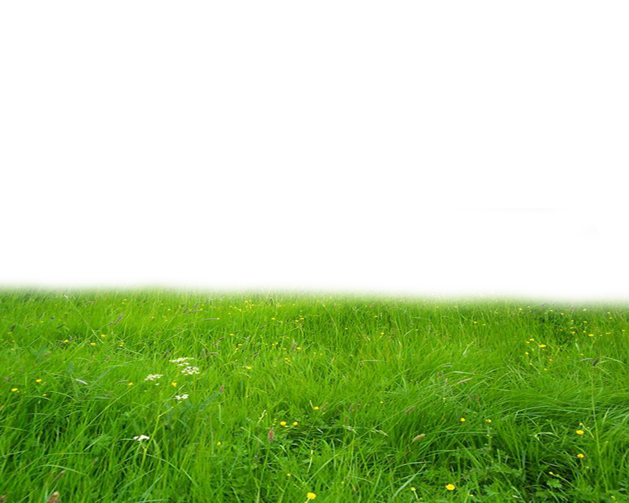 Grass High-Quality Png PNG Image