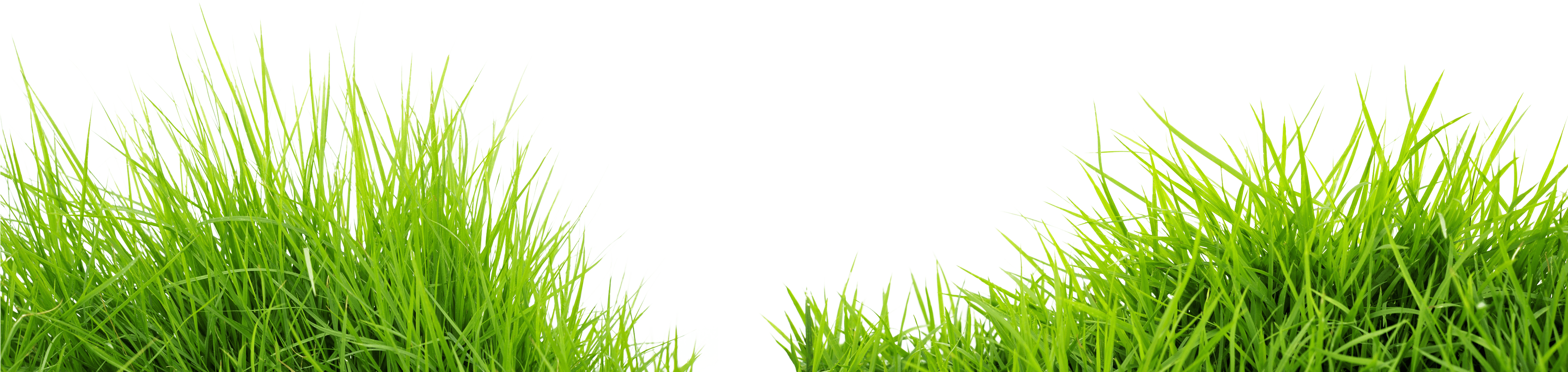 Download Grass Png Image Green Grass Png Picture HQ PNG Image in