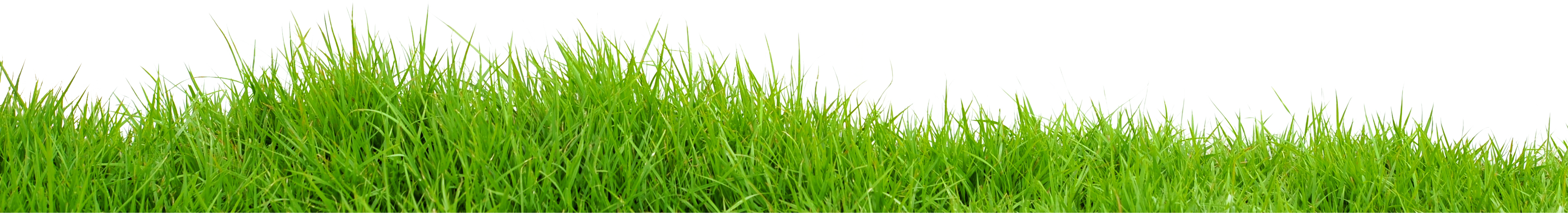 Field Grass Green Landscape HD Image Free PNG Image