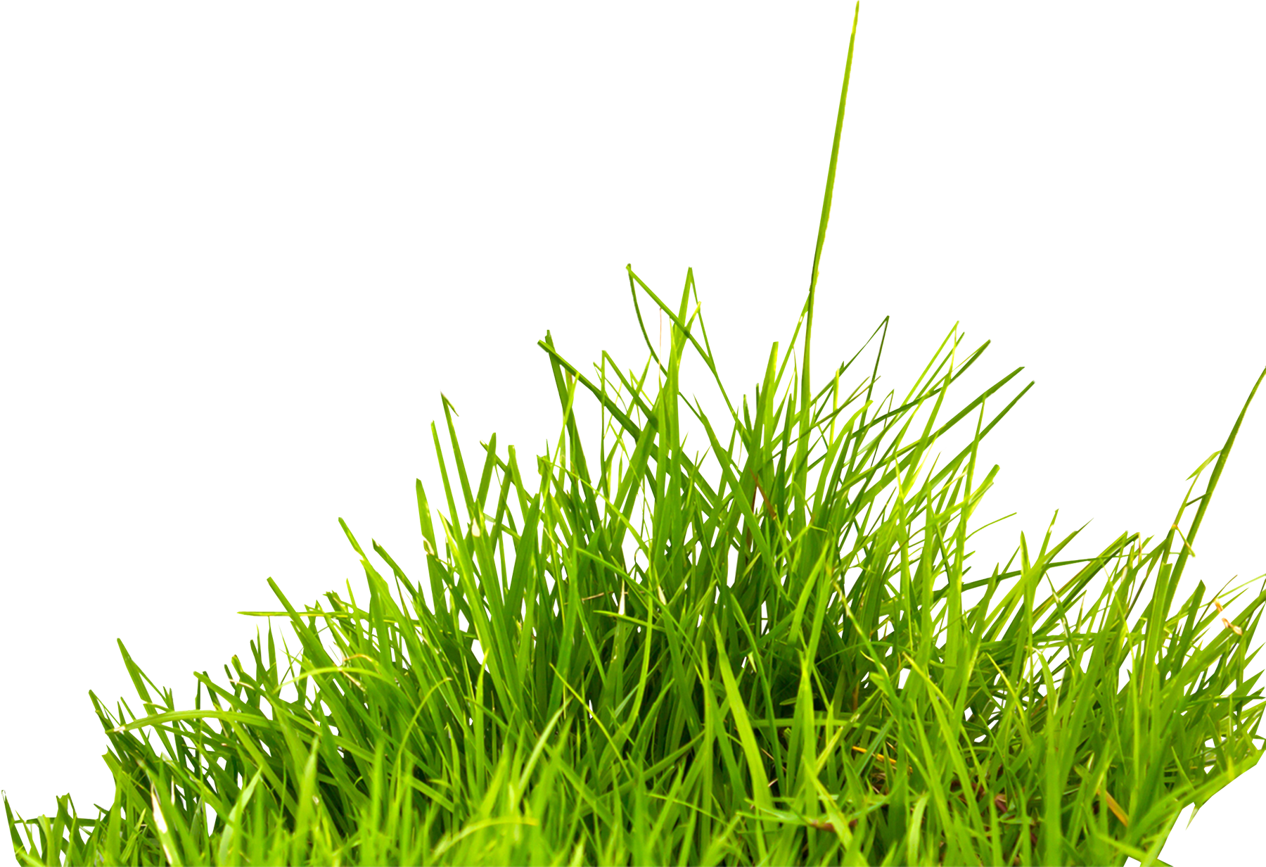 Grass Free Clipart HQ PNG Image