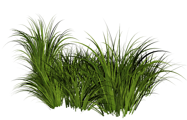 Grass Pic HD Image Free PNG Image