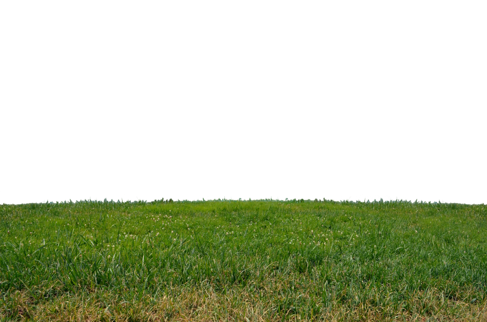 Download Grass Png Clipart HQ PNG Image in different resolution