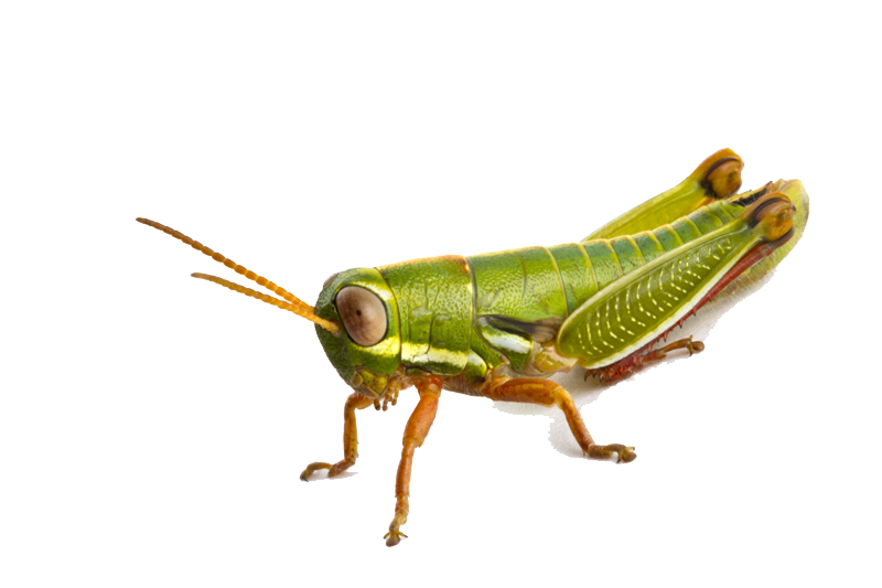 Grasshopper Photo PNG Image