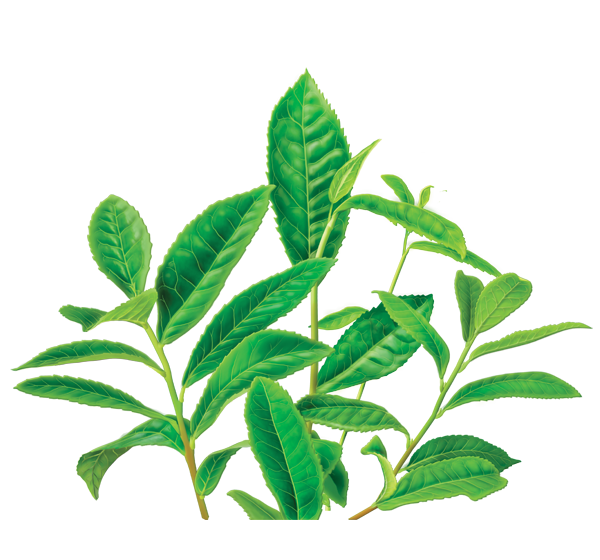 Green Tea Png Image PNG Image