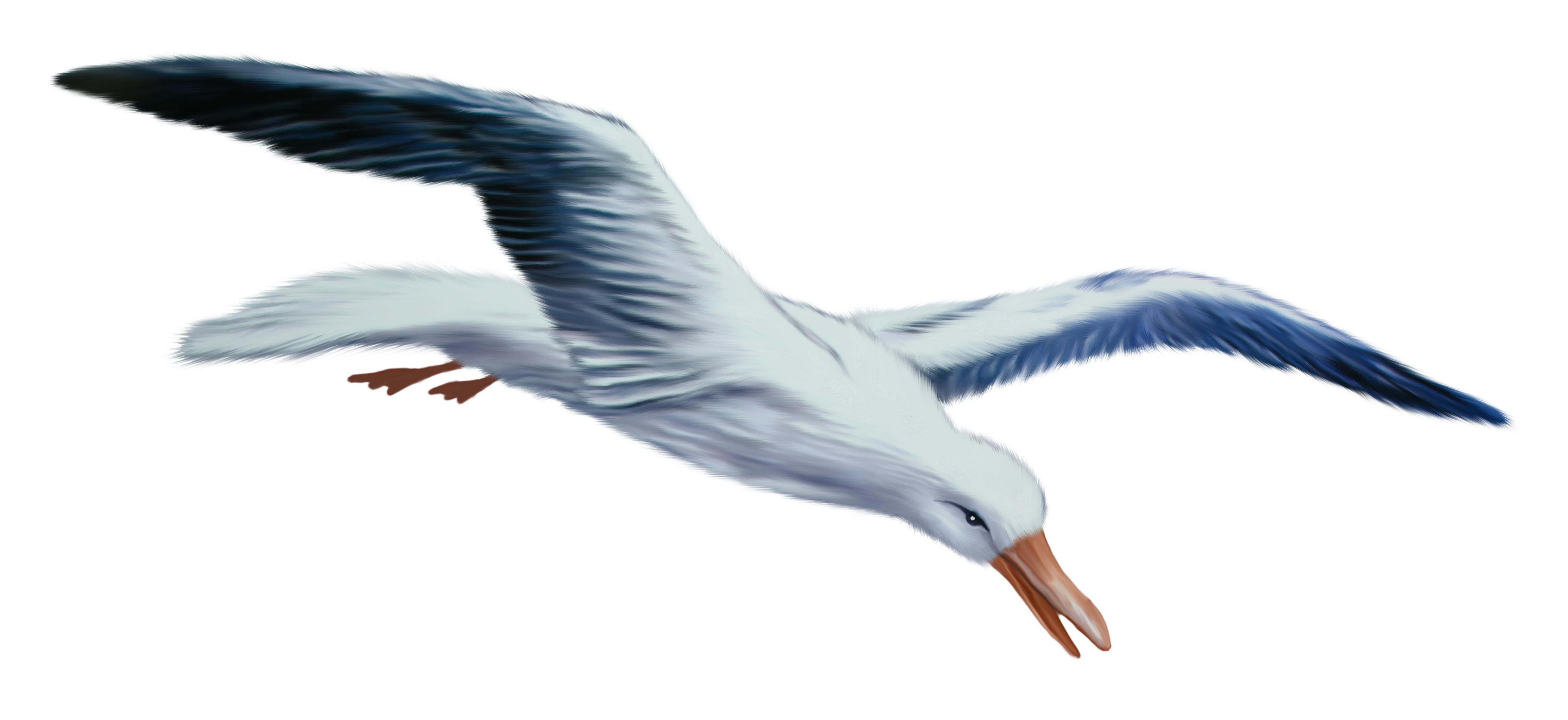 Gull PNG Image