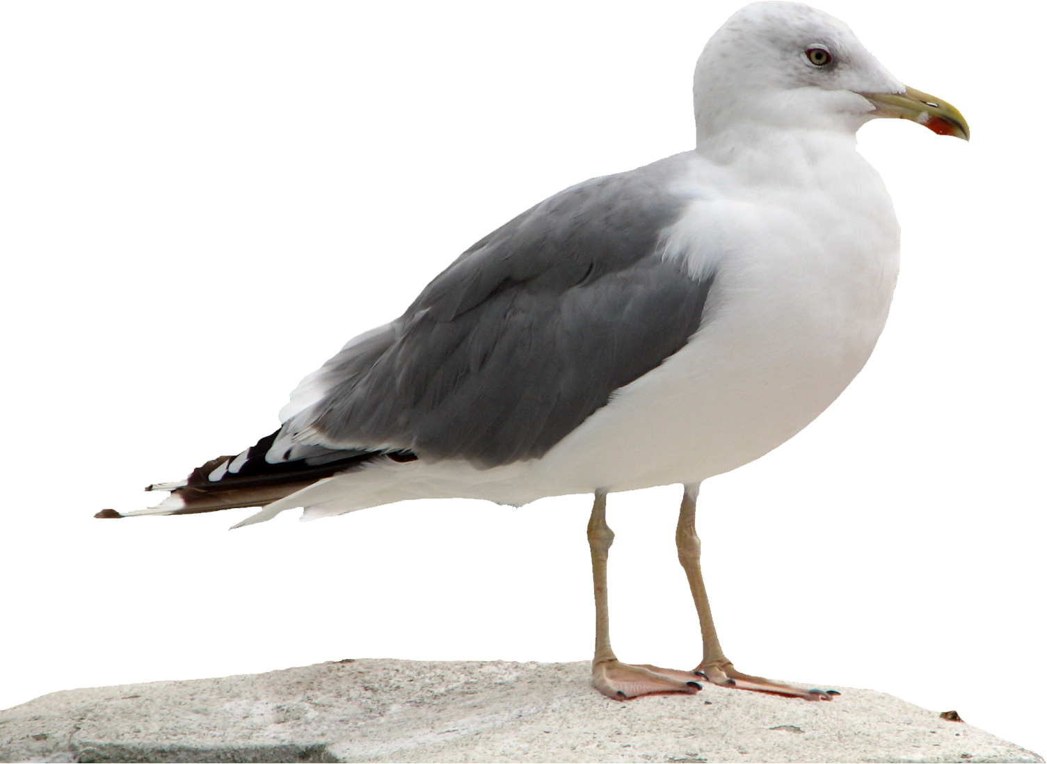 Gull PNG Image