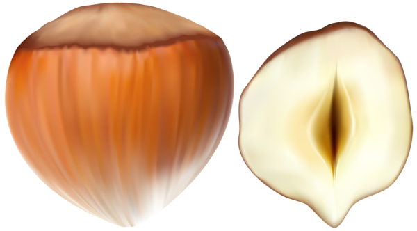 Hazelnut PNG Image