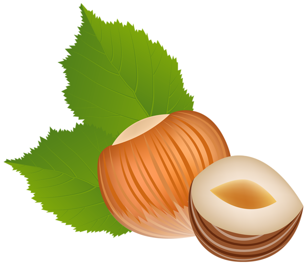 Hazelnut PNG Image