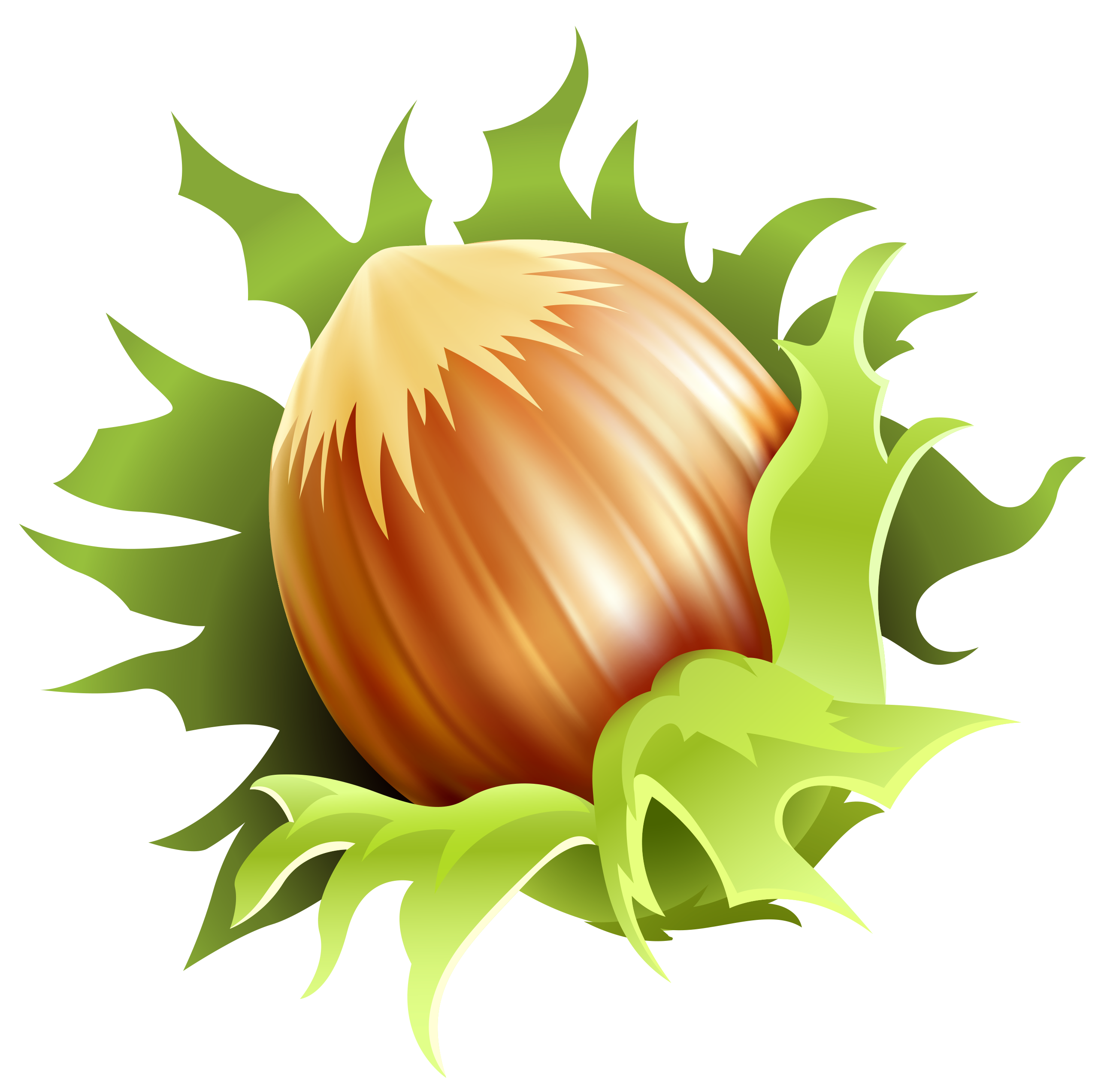 Hazelnut PNG Image
