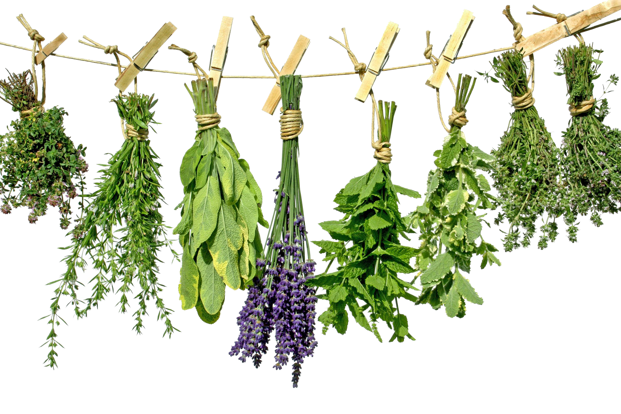 Herbs HQ Image Free PNG Image