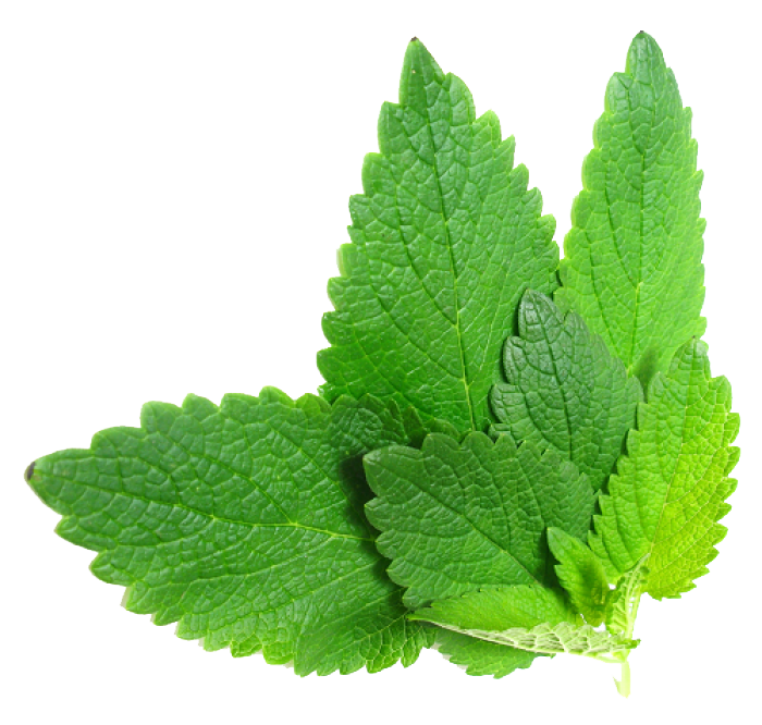 Herbs File PNG Image