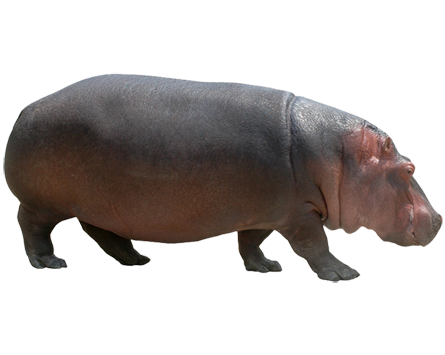 Hippopotamus Free Png Image PNG Image