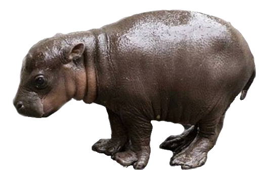 Hippo Download Free Image PNG Image