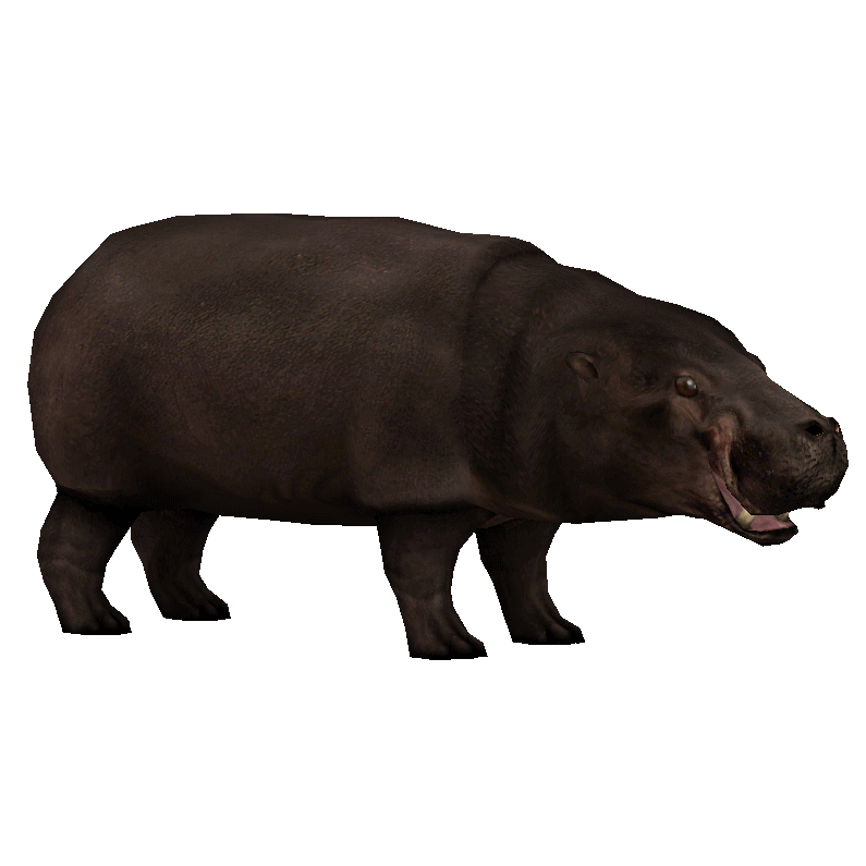 Hippo Free HD Image PNG Image