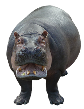 Hippopotamus Png Image PNG Image
