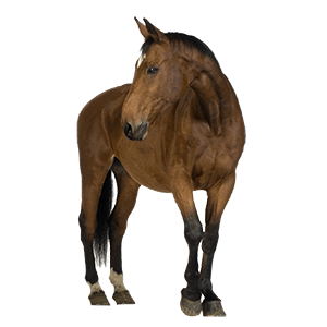 Horse Png Image PNG Image