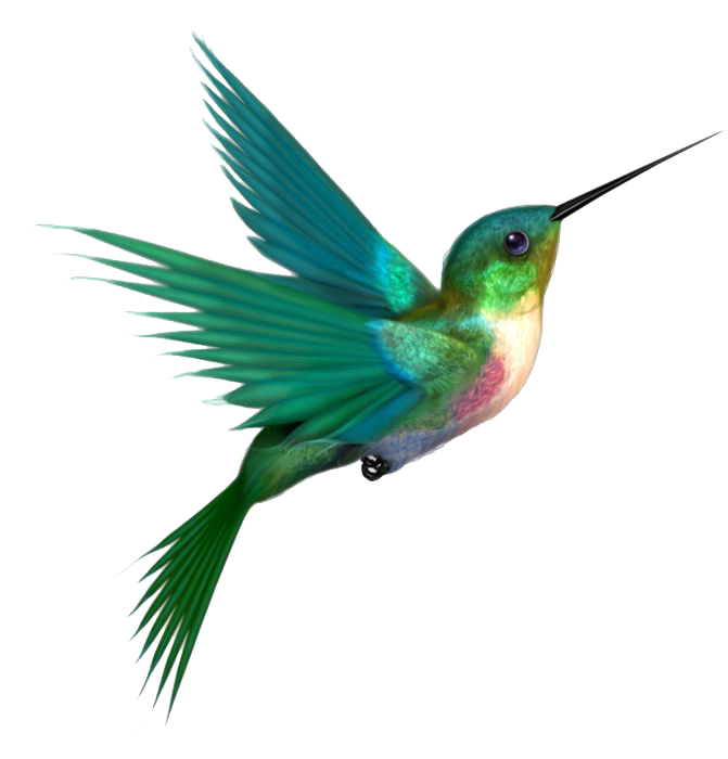 Turquoise Flying Pic Hummingbird Free Transparent Image HD PNG Image