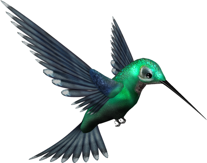 Hummingbird Free Download Png PNG Image