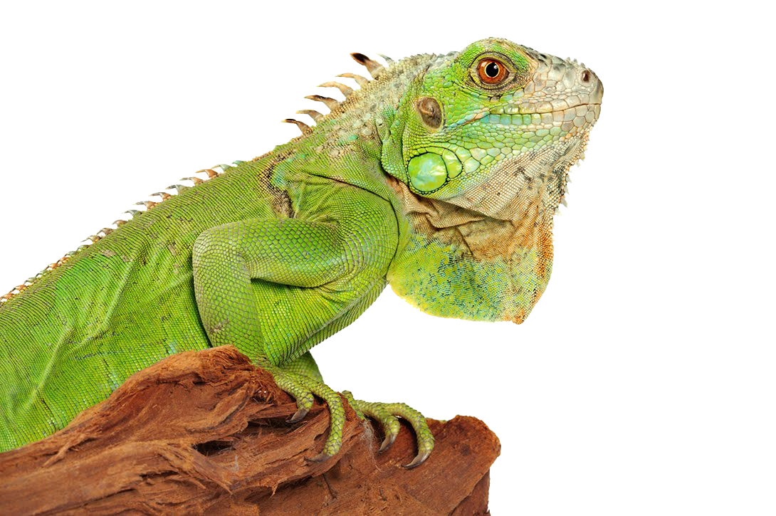 Iguana Photo PNG Image