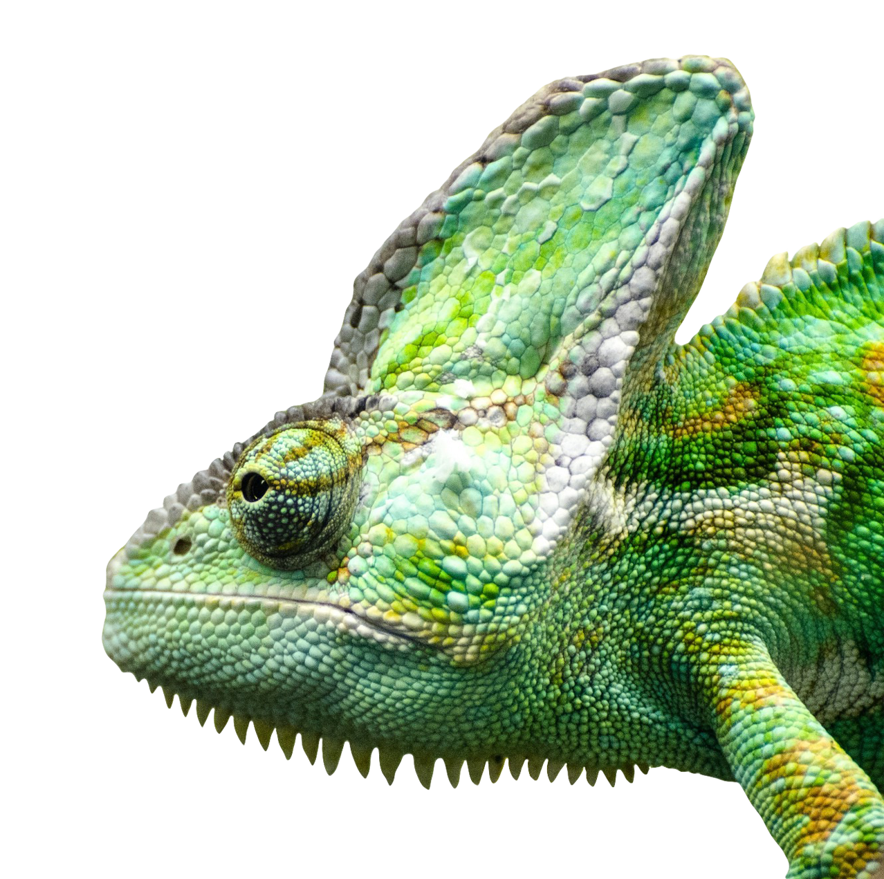 Iguana Free Download PNG Image