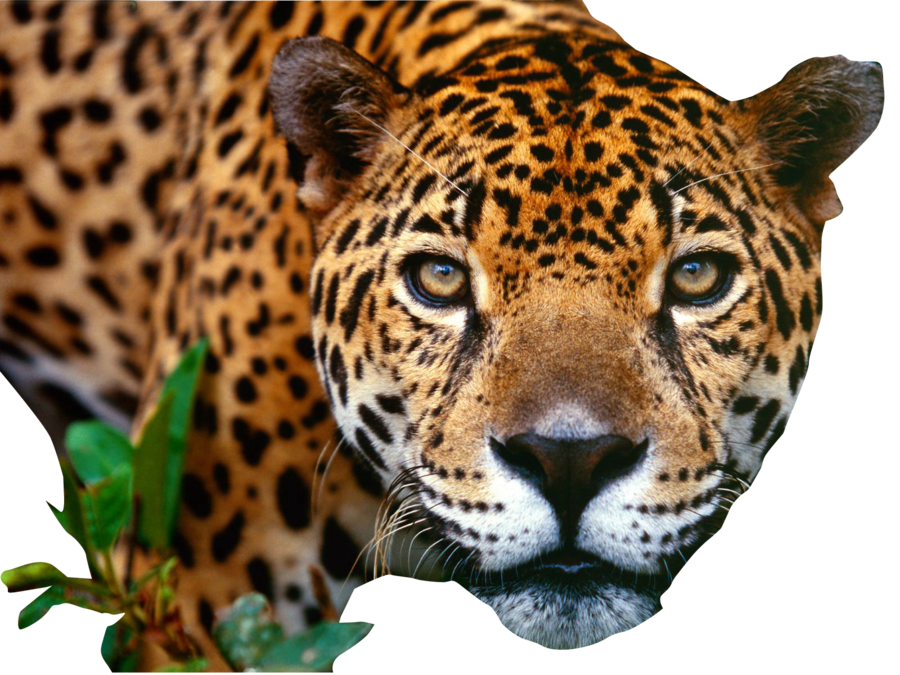 Jaguar Png Image PNG Image