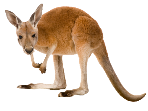 Wild Kangaroo HD Image Free PNG Image