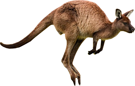 Kangaroo Png Picture PNG Image