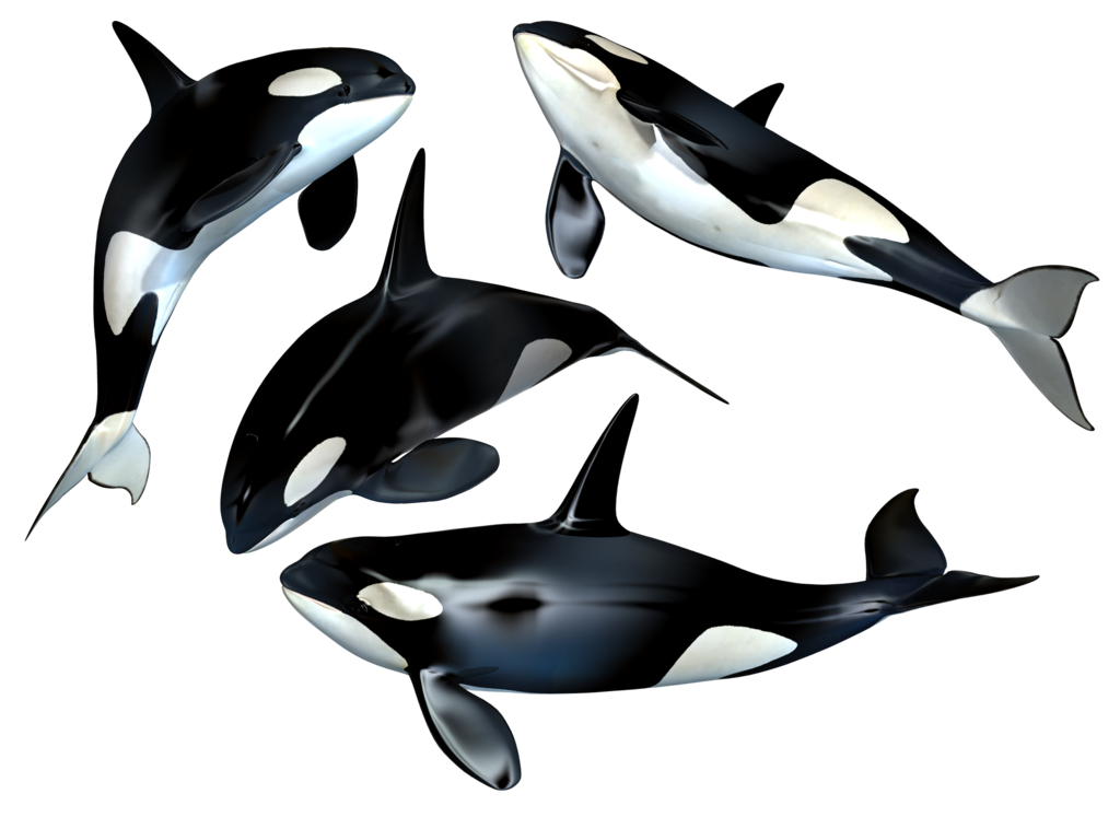 Killer Whale Png Clipart PNG Image